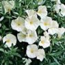 Convolvulus cneorum  3L