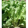 HERB Horseradish - 1L