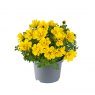 BEDD_Bidens Sixbi Gold 03 FL