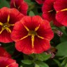 Calibrachoa 'Cabaret Red Kiss'   9cm/10cm