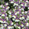 BEDD_Nemesia Lady Kate 01