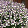 BEDD_Nemesia Lady Kate 02
