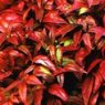 Nandina domestica 'Firepower'  3L
