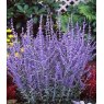 Perovskia atriplicifolia 'Blue Spire'   2L