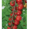 Tomato 'Sweet Aperitif'   8.5cm/9cm
