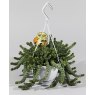 Crassula marnieriana Hottentot - Hanging   14 cm
