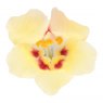 BEDD_Antirrhinum Antirinca Yellow Maroon 01 FL