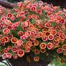 BEDD_Calibrachoa Can Can Double Orange Tastic 02