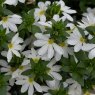 Scaevola 'Surdiva Snow Blanket'   9cm/10cm