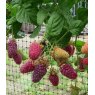 Loganberry (Rubus) 'Thornless LY654'  3L