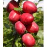 Mirabelle (Prunus) 'Ruby' COLUMNAR™ - Bush - VVA-1   12L