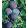 Plum 'Marjorie's Seedling' - Bush - VVA-1   12L