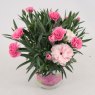 Dianthus 'I Love You'   10.5cm
