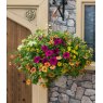 Hanging Basket 'Bollywood'   30cm