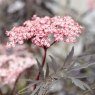 SHRUB_Sambucus Black Lace 01 PT