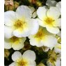 Potentilla fruiticosa 'Limelight'  3L