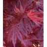 Acer palmatum 'Pixie'   3L