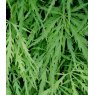 Acer palmatum var. dissectum   3L