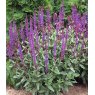 Salvia nemerosa 'Caradonna'  2L