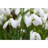 POTTED SPRING BULB Galanthus nivalis   9cm