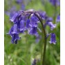 POTTED SPRING BULB British Bluebells   9cm