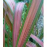 Phormium 'Jester'   2L