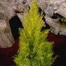 AUTUMN POT Cupressus macrocarpa 'Wilma'  13cm
