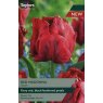 TAYLORS Tulip Red Madonna