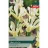 TAYLORS Iris Reticulata Louise