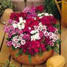 DIANTHUS FESTIVALBloomPots