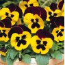 AUTUMN PACK Pansy Matrix 'Red Wing'   6pk