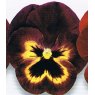 AUTUMN PACK Pansy Matrix 'Sangria'   6pk AUTUMN PACK Pansy Matrix 'Sangria'   6pk