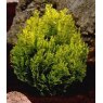 Chamaecyparis lawsoniana 'Minima Aurea'   1L Chamaecyparis lawsoniana 'Minima Aurea'   1L