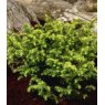 Cryptomeria japonica 'Tilford Gold'  3L Cryptomeria japonica 'Tilford Gold'  3L