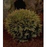 Thuja occidentalis 'Danica'  3L