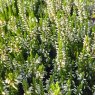 BUD BLOOMER Calluna vulgaris (BB) 'Klaudine'   1L