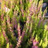 SUMMER HEATHER Calluna vulgaris 'Yellow Beauty'  1L