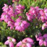 SUMMER HEATHER Erica watsonii 'Gwen'   1L