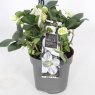 Helleborus niger 'Christmas Carol'   12cm