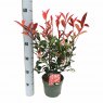Photinia x fraseri 'Carre Rouge'   2L