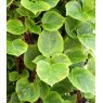 Hydrangea petiolaris 'Mirranda'  2L