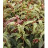 Leucothoe fontanesiana 'Rainbow'   2L