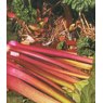 Rhubarb (Rheum) 'Victoria'   3L