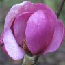 MAGNOLIA Black Tulip 3