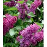 Syringa vulgaris 'Andenken an Ludwig Spath'   5L
