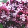 Syringa vulgaris 'Katherine Havemeyer' (d)   5L