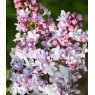 Syringa vulgaris 'Michel Buchner'   5L