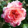 Rose 'Designer Sunset'   3Ldp