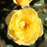 Rose 'Golden Wishes'   3Ldp