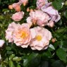 Rose 'Loyal Companion'   3Ldp